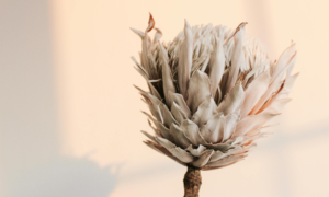 witte bloem die symbool staat voor rust en weinig stress