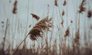 grass blows in the wind because it bends with life as a symbol of self-compassion