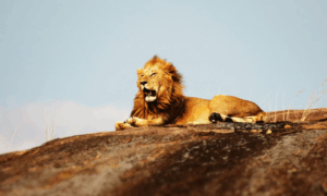 picture from a lion as a symbol for fierce self-compassion