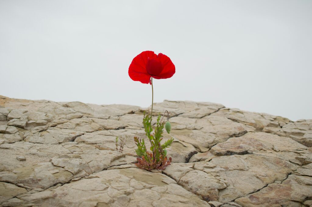 a flower grows through concrete as a symbol for resilience