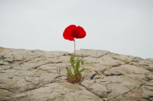 a flower grows through concrete as a symbol for resilience